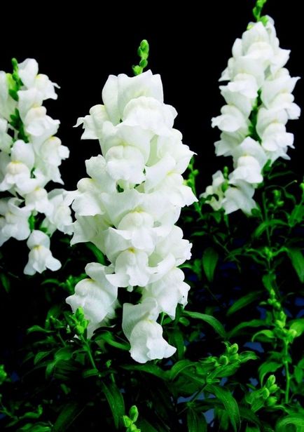 Antirrhinum snapdragon de plantare de plantare și de îngrijire foto de îngrijire