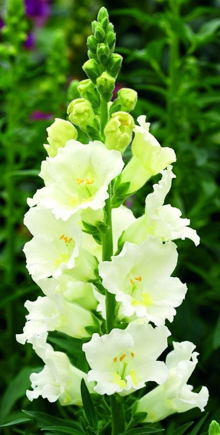 Antirrhinum snapdragon de plantare de plantare și de îngrijire foto de îngrijire