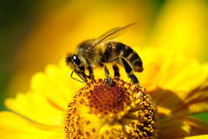 Апітерапія (лікування бджолами) - клінічна апітерапія