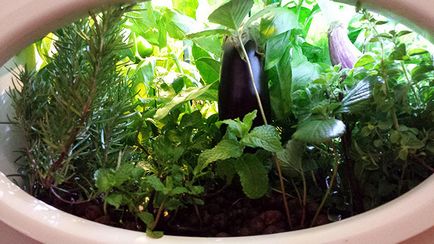 Aqualibrium - ecosistem mini-modular pentru o grădină acasă - digest ecologic