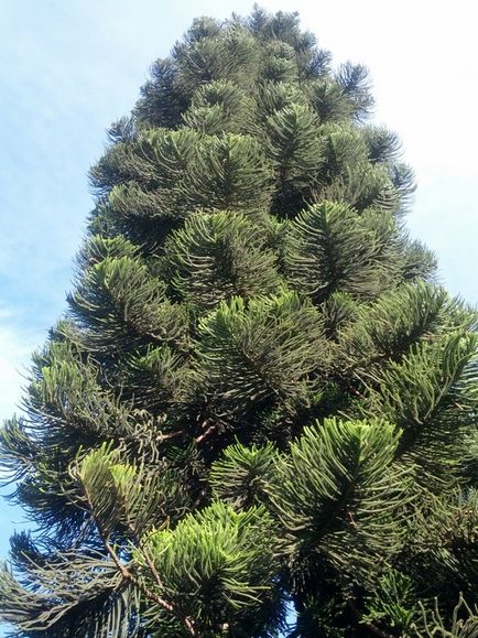 Araucaria sau fotografii de pin din Chile, îngrijire