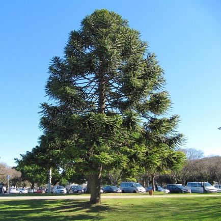 Araucaria sau fotografii de pin din Chile, îngrijire