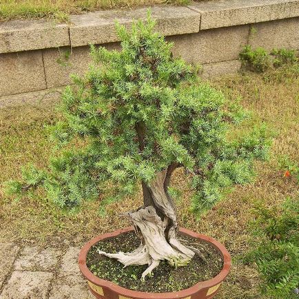 Araucaria sau fotografii de pin din Chile, îngrijire