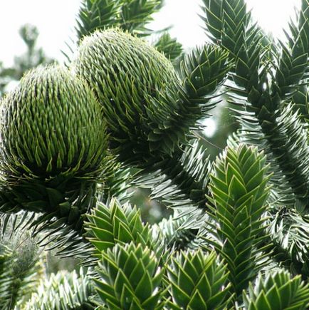 Araucaria sau fotografii de pin din Chile, îngrijire