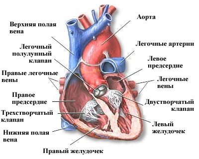 Aritmia inimii