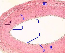 Artera de tip elastic