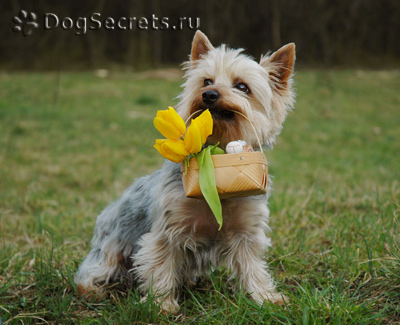 Descriere australiană de mătase (mătăsos) terrier al rasei, fotografie