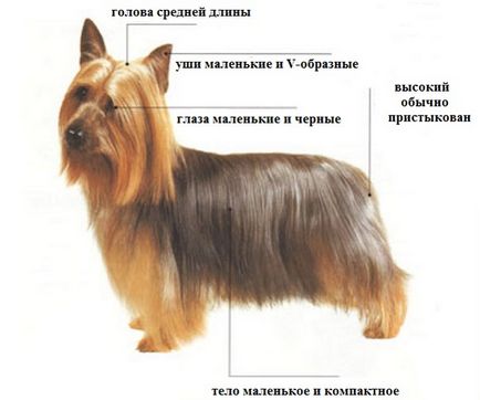 Australian silky terrier fotografii, preț, istorie, vedere, diferențe