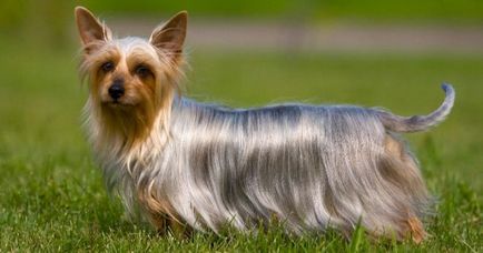 Ausztrál Silky Terrier - Breed leírás