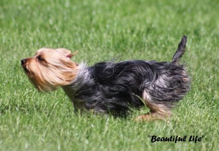 Australian Silky Terrier (Terry Terrier Dogs) - Câine - Stil de viață