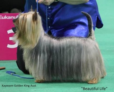 Австралійський шовковистий тер'єр (сильця тер'єр) - собака - стиль життя