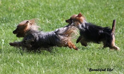 Australian Silky Terrier (Terry Terrier Dogs) - Câine - Stil de viață