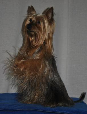 Australian Silky Terrier (Terry Terrier Dogs) - Câine - Stil de viață