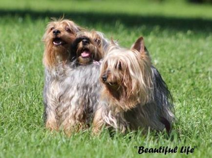 Australian Silky Terrier (Terry Terrier Dogs) - Câine - Stil de viață