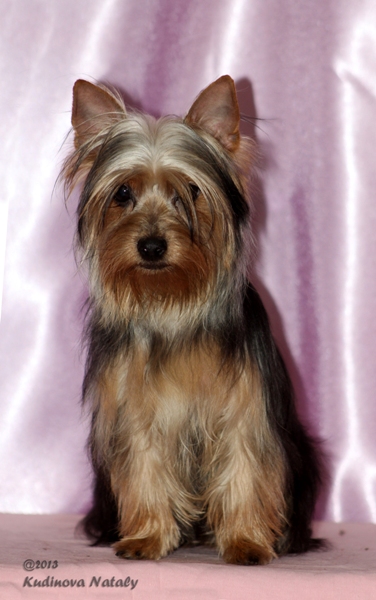 Australian Silky Terrier (Terry Terrier Dogs) - Câine - Stil de viață