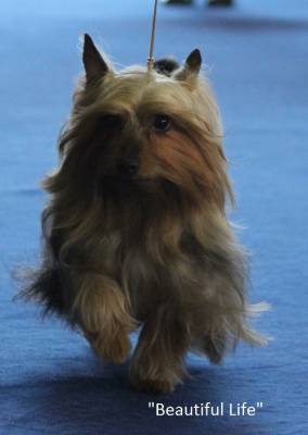 Australian Silky Terrier (Terry Terrier Dogs) - Câine - Stil de viață