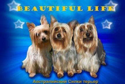 Australian Silky Terrier (Terry Terrier Dogs) - Câine - Stil de viață