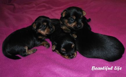 Australian Silky Terrier (Terry Terrier Dogs) - Câine - Stil de viață