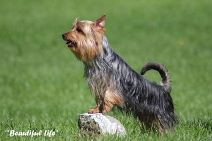 Australian Silky Terrier (Terry Terrier Dogs) - Câine - Stil de viață