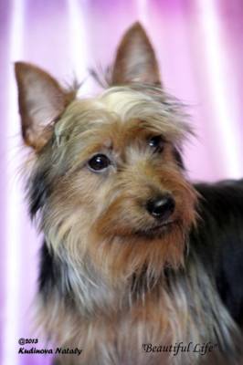 Australian Silky Terrier (Terry Terrier Dogs) - Câine - Stil de viață