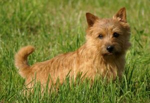 Ausztrál terrier (Terrier pergő) tenyészteni leírását, árát, fotók, minden a kutyák