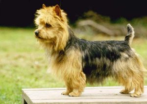 Австралійський тер'єр (сильця тер'єр) опис породи, ціна, фото, все про собак