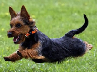 Ausztrál terrier (Terrier pergő) tenyészteni leírását, árát, fotók, minden a kutyák