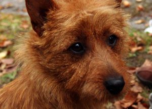 Terrier australian (Silky Terrier) descriere rasa, pret, fotografie, totul despre caini