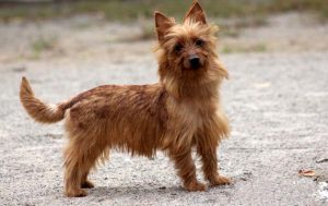 Terrier australian (Silky Terrier) descriere rasa, pret, fotografie, totul despre caini