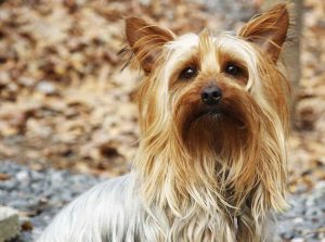 Terrier australian (Silky Terrier) descriere rasa, pret, fotografie, totul despre caini