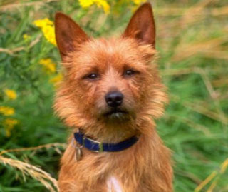 Ausztrál terrier (Terrier pergő) tenyészteni leírását, árát, fotók, minden a kutyák