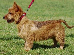 Ausztrál terrier (Terrier pergő) tenyészteni leírását, árát, fotók, minden a kutyák