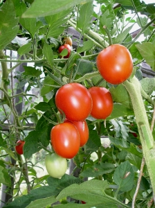 Бабусині солодкі томати
