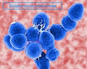 Bacterii streptococcus grup, boala, tratament