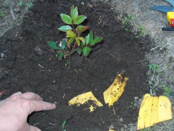 Banana coji ca un îngrășământ pentru plante și flori de interior cum să utilizați