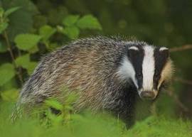 Badger burrows, alimente, vânătoare, common badger Meles meles Linnaeus 1758 (common) bursuc,