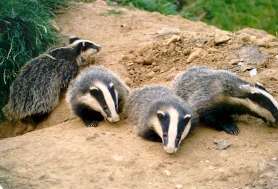 Badger burrows, alimente, vânătoare, common badger Meles meles Linnaeus 1758 (common) bursuc,