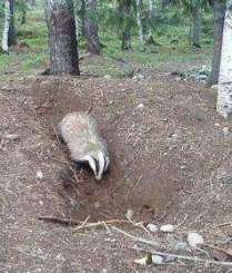 Badger burrows, alimente, vânătoare, common badger Meles meles Linnaeus 1758 (common) bursuc,