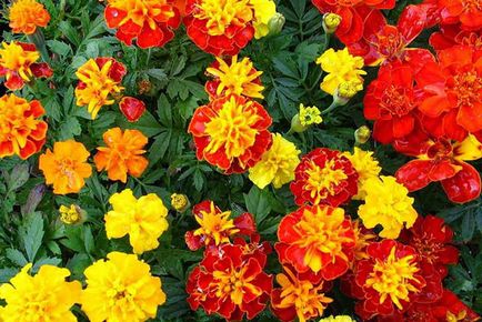 Tagetes - ültetés és gondozás nyílt terepen tavasszal és ősszel, a betegségek, videók (körömvirág ültetése és gondozása a nyílt terepen) Tagetes - ültetés és gondozás nyílt terepen tavasszal és ősszel, betegség, videó