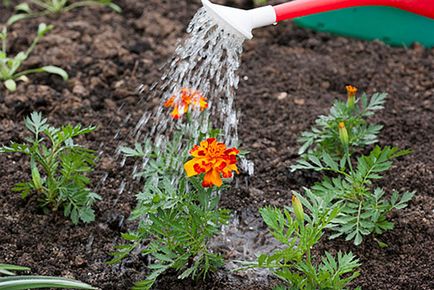 Marigolds - plantarea și îngrijirea pe teren deschis în primăvară și toamnă, boli, video