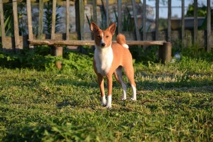 Basenji - tulajdonosok véleménye a fajta, az érvek és ellenérvek, „hogy mancs”