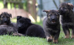 Basenji - tulajdonosok véleménye a fajta, az érvek és ellenérvek, „hogy mancs”