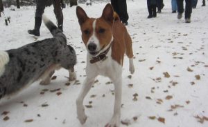 Basenji - tulajdonosok véleménye a fajta, az érvek és ellenérvek, „hogy mancs”