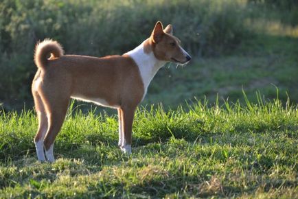 Basenji - tulajdonosok véleménye a fajta, az érvek és ellenérvek, „hogy mancs”