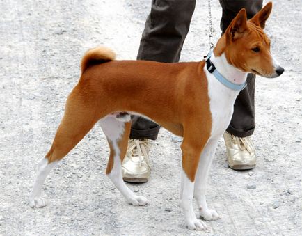 Basenji ajánlásokat képzés és az oktatás, hogyan kell a vonat saját kutyák
