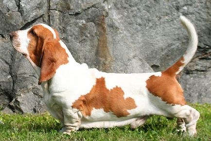 Basset Hound descriere rasa, fotografie, fapte interesante