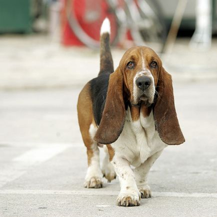 Basset Hound descriere rasa, fotografie, fapte interesante