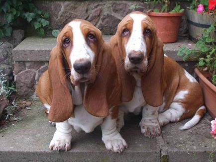 Basset Hound descriere rasa, fotografie, fapte interesante