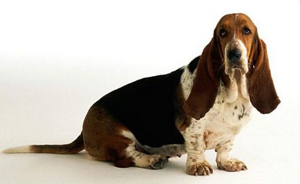 Basset Hound descriere rasa, fotografie, fapte interesante