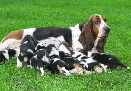 Basset Hound Dog fotografie, cumpărare, video, preț